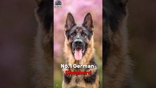 Top 3 Powerful Dogs Used in Military Operations🤯 [upl. by Sammer]