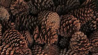 Pinecones Falling  Improv Monday [upl. by Raquel]