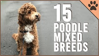 15 Poodle Mix Breeds That Will Melt Your Heart [upl. by Baggs204]