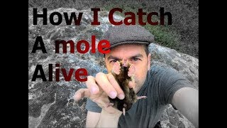 Steps To How I Catch A Mole Alive [upl. by Tenej]