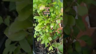 Goji berries great health benefits garden plants gardening berries [upl. by Adeehsar278]