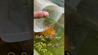 ഇന്നത്തെ പണി ഇതായിക്കോട്ടെ 😁shrimps guppy trending viralvideo happiness [upl. by Bautista]