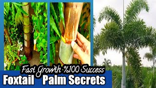 How to grow Foxtail Palm fastly  Foxtail Palm growing secrets 100  Success Foxtail Palm [upl. by Carole]