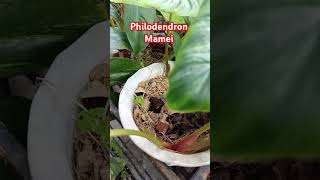 Philodendron mamei amazing plants love nature enjoy garden houseplants relaxing [upl. by Ahseniuq]