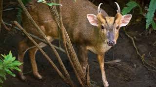 Muntjac What is a muntjac Where do muntjac live Are muntjac deer good pets [upl. by Harmonia]