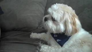 MAX SPEAKS the talking Lhasa Apso [upl. by Jo-Ann]