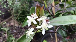 WOW  Huge surprise as my Grumichama  Eugenia Brasiliensis  is covered in flowers again OUTDOORS [upl. by Lubow]