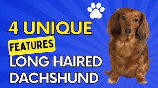 4 Unique Qualities Of Long Haired Dachshunds [upl. by Nomihs]