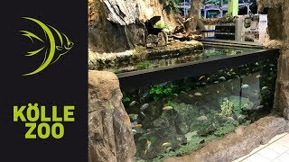 Malawi Buntbarsche 4000 Liter Aquarium Weiterstadt  KÖLLE ZOO [upl. by Oelak]