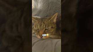 Do my cats like listening to thick of it by KSI [upl. by Adnav788]