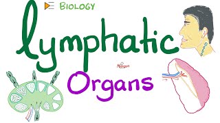 Lymphatic Organs  Primary vs Secondary [upl. by Gomer970]