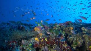 Reqqa Point Dive with St Andrews Divers Cove Gozo [upl. by Aitrop]