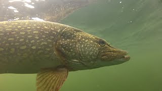 How to catch big pike and perch with Matt Hayes [upl. by Gustaf929]