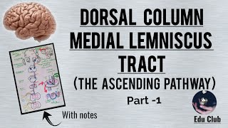 Dorsal column medial lemniscus tract  The Ascending pathway  Part  1 With PG questions [upl. by Ahsined]