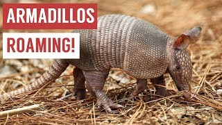 Playful Baby Armadillo Compilation [upl. by Moria]