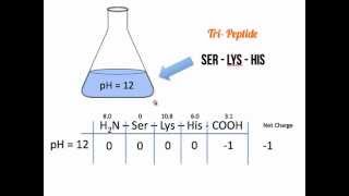 Net Charge of Amino Acids and Polypeptides [upl. by Igiul57]