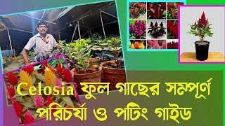 প্রদর্শনী মানের CELOSIA ফুল গাছের সম্পূর্ণ পরিচর্যাHow to Grow CelosiaCocks comb plant celosia [upl. by Vrablik]