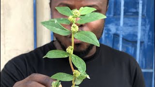 Secrets about This plant Euphorbia hirta you need to know [upl. by Consolata]