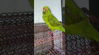 parrot birds beautifulparrot parrotlover amazingtalkingparrot parrottalking fantasticparrot [upl. by Isnan]