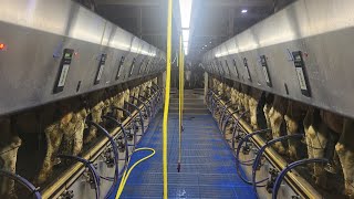 Milking Cows In Delaval Parallel Parlor [upl. by Sremmus]