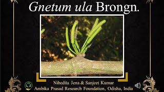 Gnetum ula a threatened plant of Odisha India medicinalplant odisha conservation threatened [upl. by Adianez]