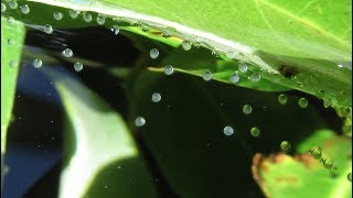 Breeding Gouramis 2nd Time with Closeup of Eggs and Fry [upl. by Kali]