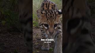 Matthew McConaughey narrates incredibly rare ocelot sighting in Texas [upl. by Sung]