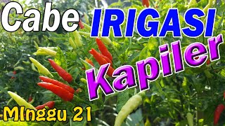 Cabe IRIGASI KAPILER Minggu ke 21 Panen Pemupukan cabe dan Perawatan Part 037 [upl. by Imef]