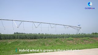 GLOBALink  Hybrid wheat Chinese scientists use Central Asian seeds to enrich Chinese cuisine [upl. by Azarcon]