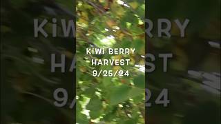 Harvesting hardy kiwis 🥝  September 25 2024  Connecticut zone6b [upl. by Inan]