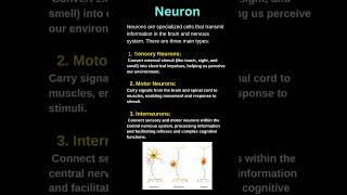 NEURON  Types of neuron  sensory  motor  interneuron [upl. by Anayik]