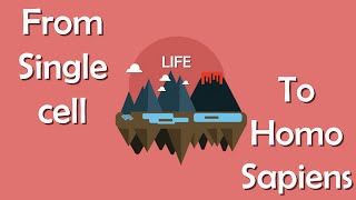 Evolution from single celled organisms to human  Evolution Chart [upl. by Matthews952]