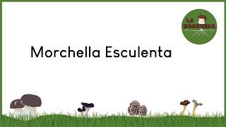 Información Morchella Esculenta [upl. by Atthia]