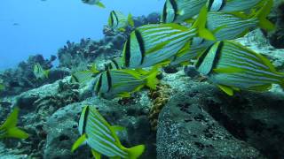 Diving In Cozumel Reef And Fish HD [upl. by Ellitnahc]