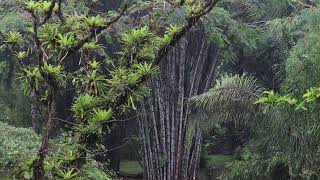 Bamboo Grove in the Costa Rican Rain Forest [upl. by Adlev]