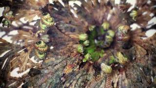 Rose of Jericho [upl. by Radferd]