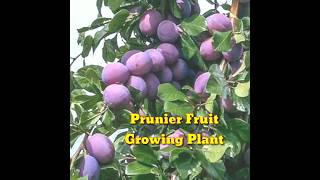 How to prunier Planter growing plant। How To Grow A Plum Tree From Seed। shorts। Kapu Gamit [upl. by Ynnel359]