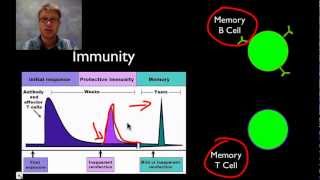 The Immune System [upl. by Messere]