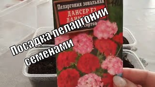 Посев ПЕЛАРГОНИИ семенами в домашних условиях Как получить хорошие всходы [upl. by Nnywg]