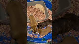 Puppies Eating Raw amp Rice Listening to Mommas Boy Anthem Real French Bulldog Puppies Short 258 [upl. by Cutlerr]