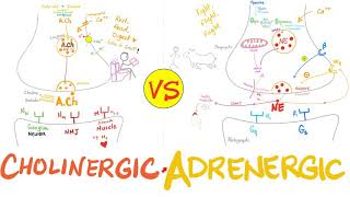 Cholinergic vs Adrenergic Nerve Fibers  Parasympathetic vs Sympathetic Nervous System  Neuro [upl. by Smitt]