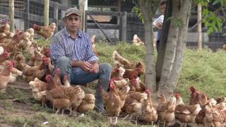 Beneficios del sistema gallina feliz  La Finca de Hoy [upl. by Yonit923]