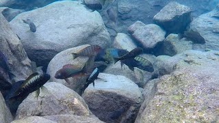 Swimming With Cichlids  Tropheus moorii amp Petrochromis ephippium  Samazi [upl. by Yevad480]