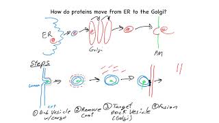 Overview of ER to Golgi trafficking [upl. by Secnarf]