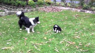 Cutest Border Collie puppy playing ever [upl. by Mavra971]