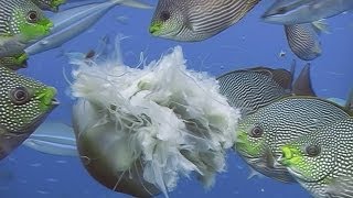 Fishes Feeding  Reef Life of the Andaman  Part 19 [upl. by Ibot]