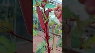 Growing okra in container [upl. by Hamilton285]