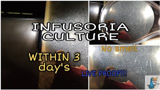 How to make infusoria culture  in 3 days 100 Result  How to make betta Fry food [upl. by Nevag820]