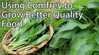 Growing and Using Comfrey  Perfect Plant for Permaculture Vegetable Gardening [upl. by Ahsimik]