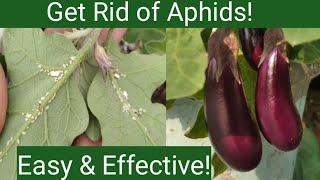 Home remedy to control Aphid on plants  How to get rid of Aphids [upl. by Ytirahc]